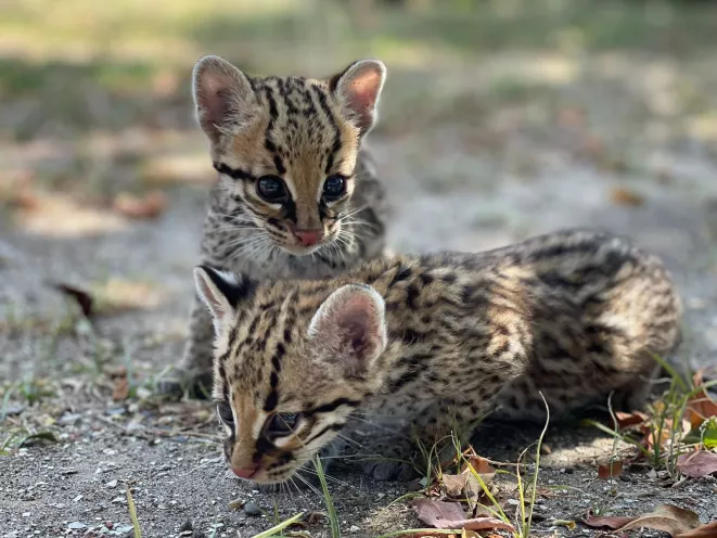 Dos Ocelotes (leopardus pardalis - comúnmente llamados tigrillos)