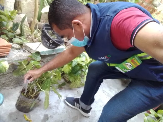 Plantas acuáticas y floreros