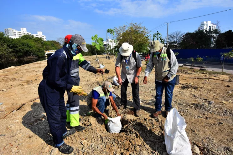 Continúa la recuperación de zonas degradadas en la Ciénaga de las Quintas