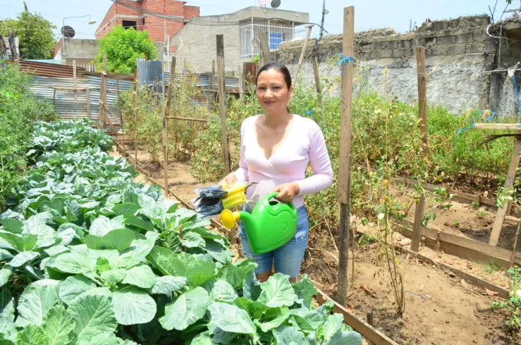 insumos para la sostenibilidad de patios productivos