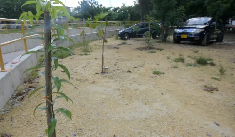 Inspección técnica a los árboles sembrados paralelos al nuevo canal de Campestre