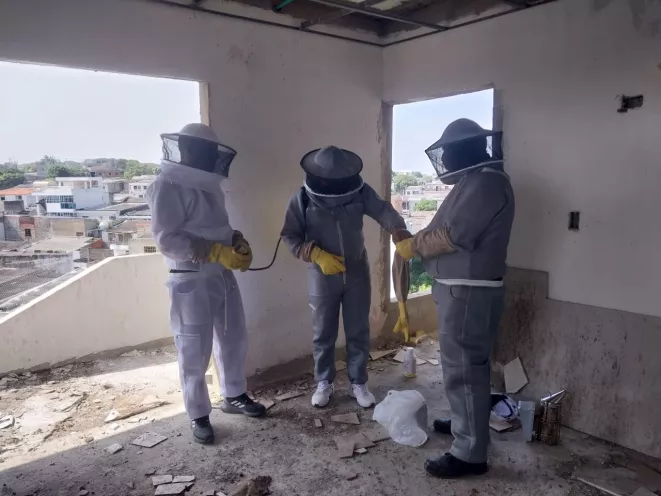Abejas