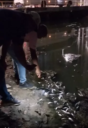 Peces