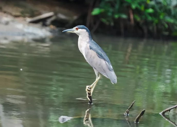 Aves