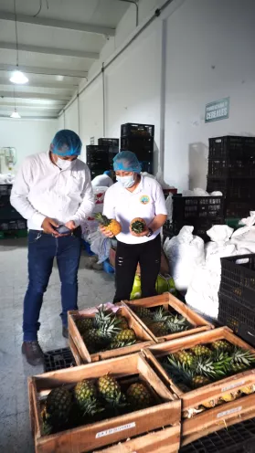 ALIMENTACION MAYORES ACTIVOS