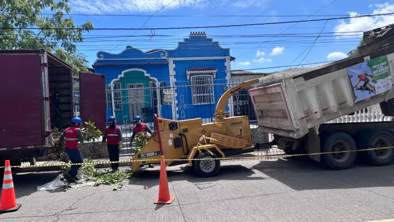 Arbolado