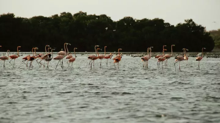 La llegada de flamencos Rosados fortalece ecoturismo comunitaria en la Boquilla