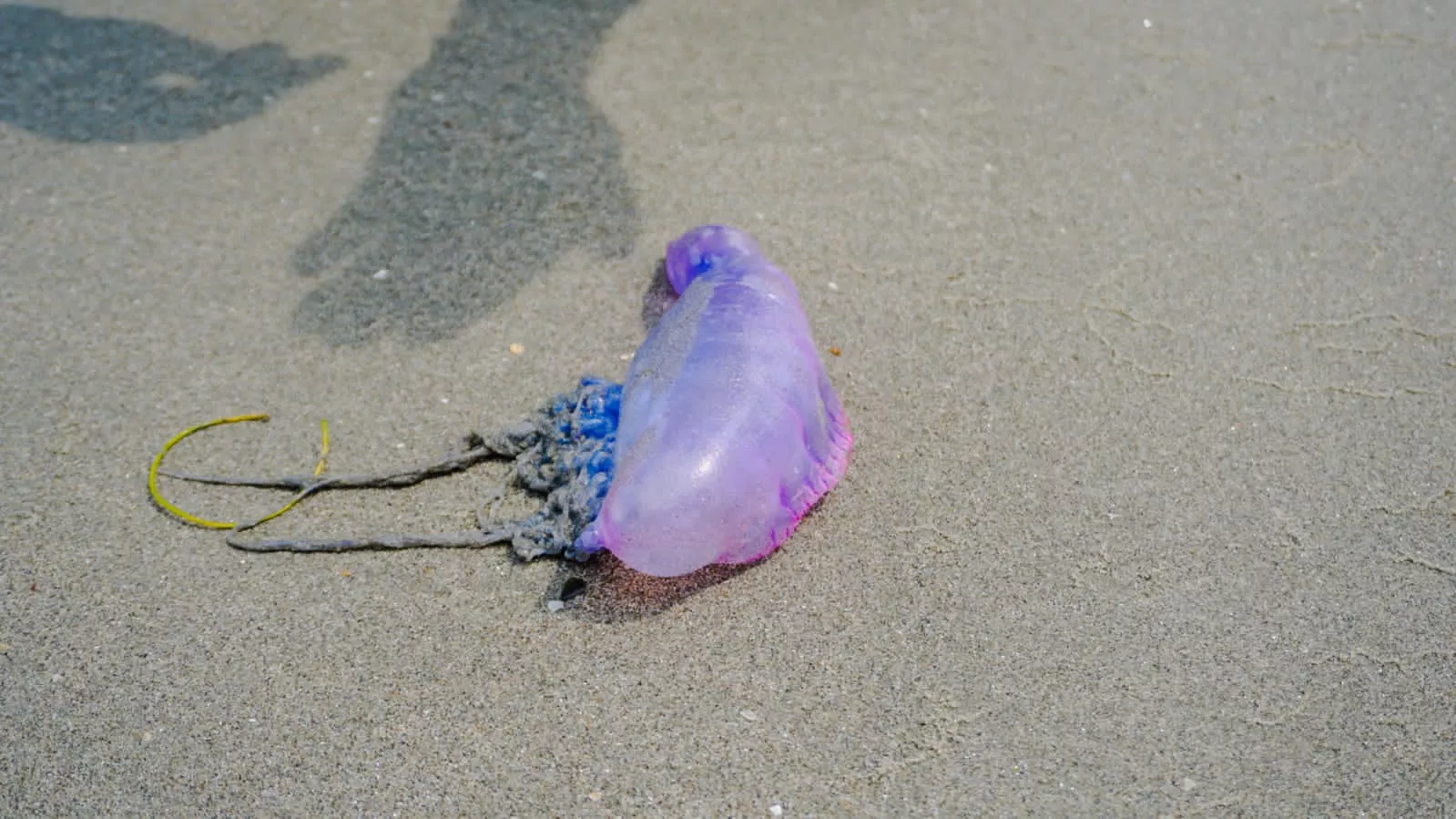 Fragata Portuguesa