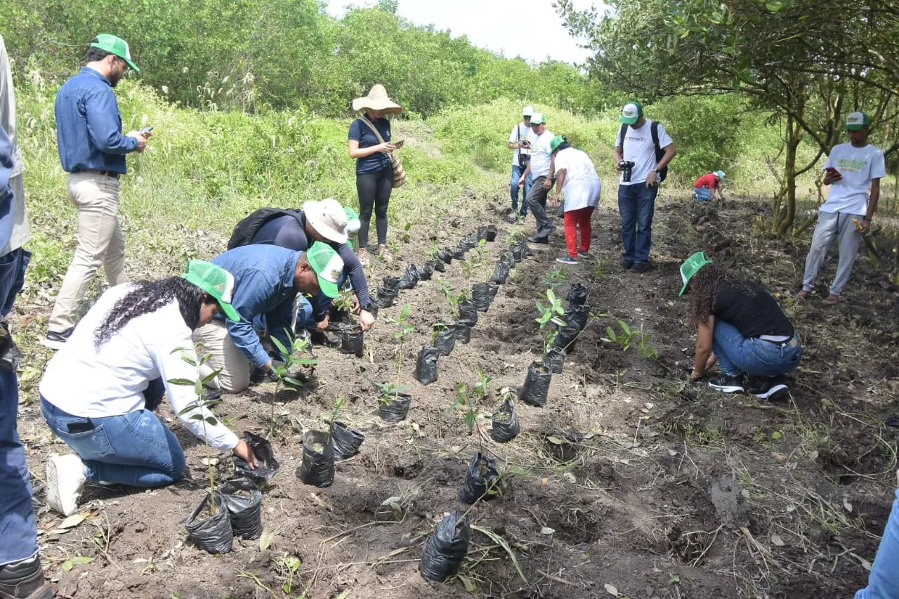 El EPA Cartagena y Guardia Ambiental continuarán con la siembra de mangle