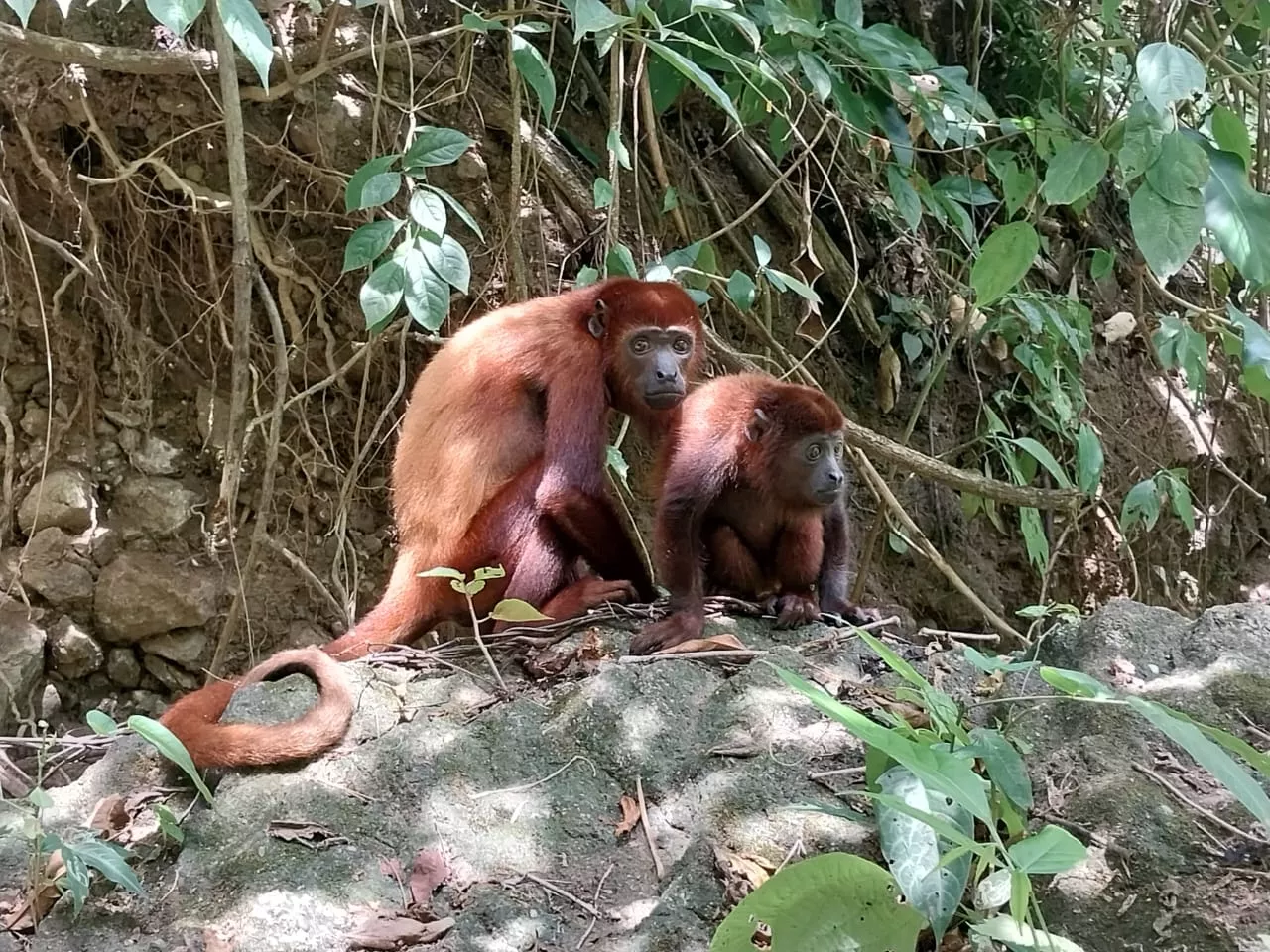 En el CAV labora personal idóneo para el cuidado de los animales