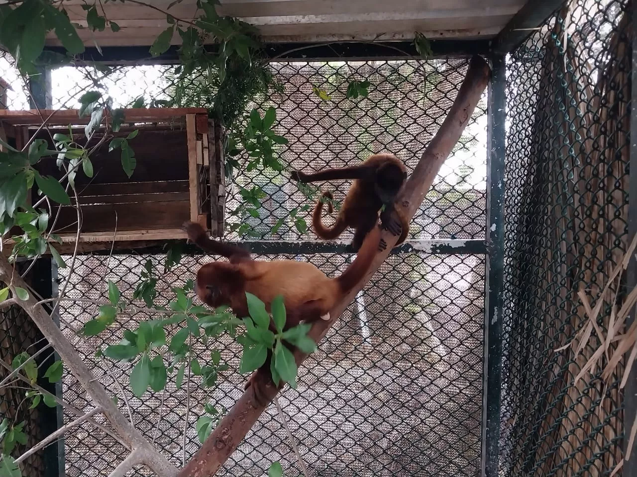 Monos