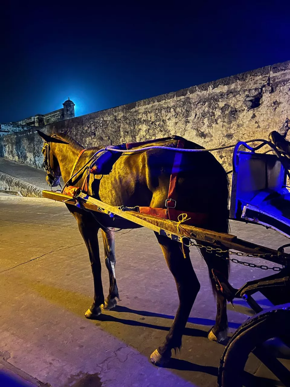 Caballos
