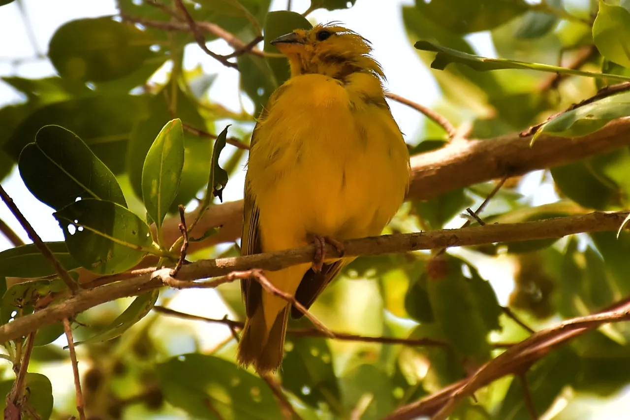 Aves