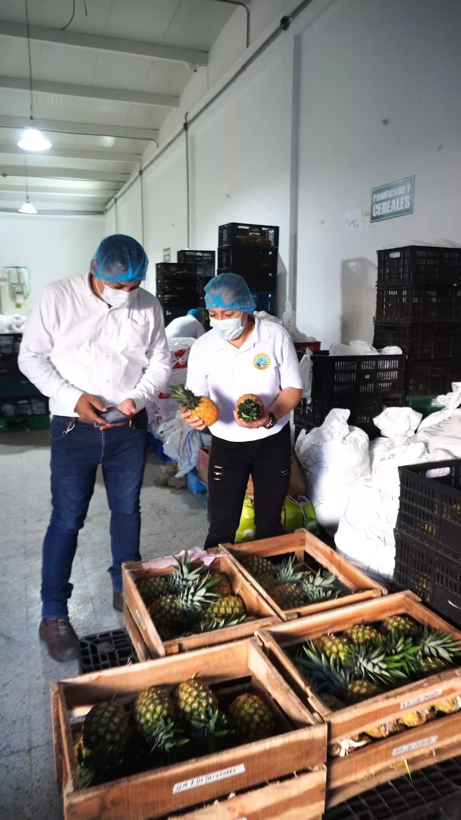 ALIMENTACION MAYORES ACTIVOS